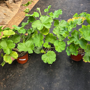 제라늄 3종 세트