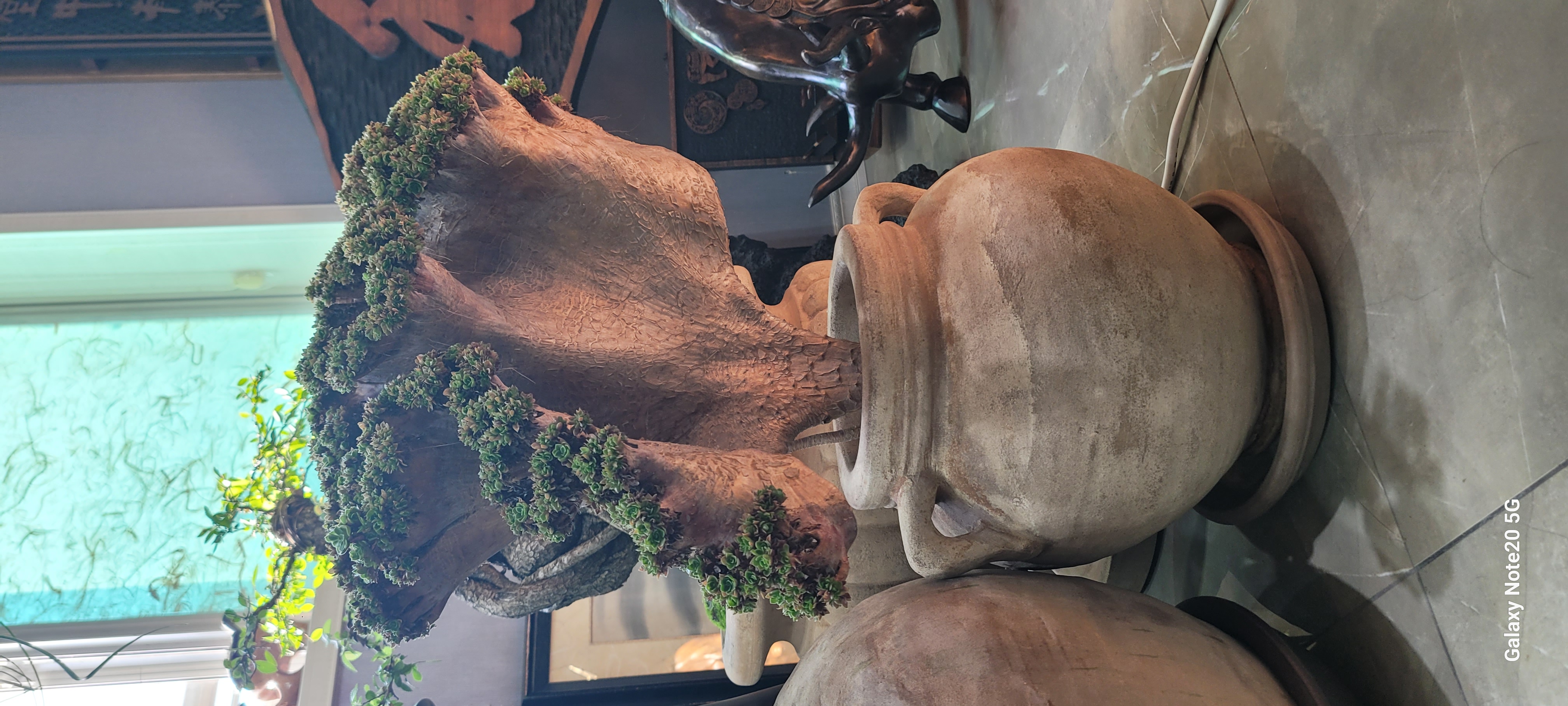 아가베 바리에가타 식물--6