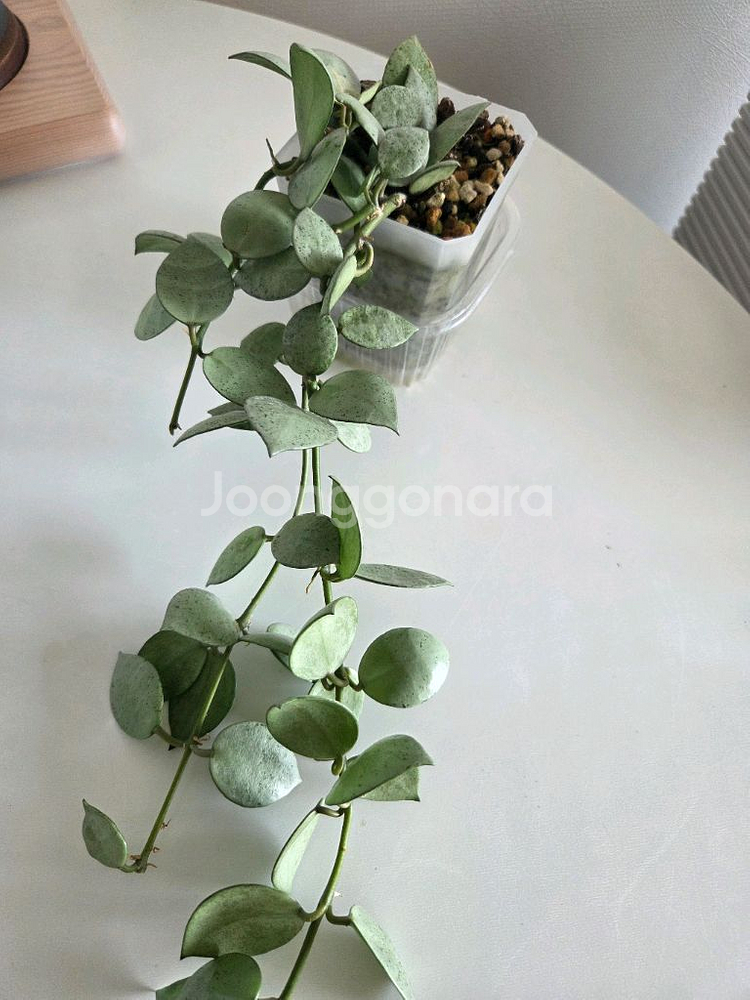 호야 라쿠노사 민트코인--1