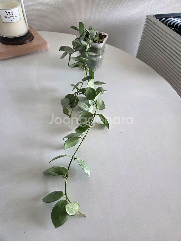 호야 라쿠노사 민트코인--0