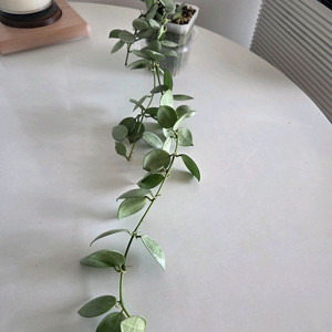 호야 라쿠노사 민트코인