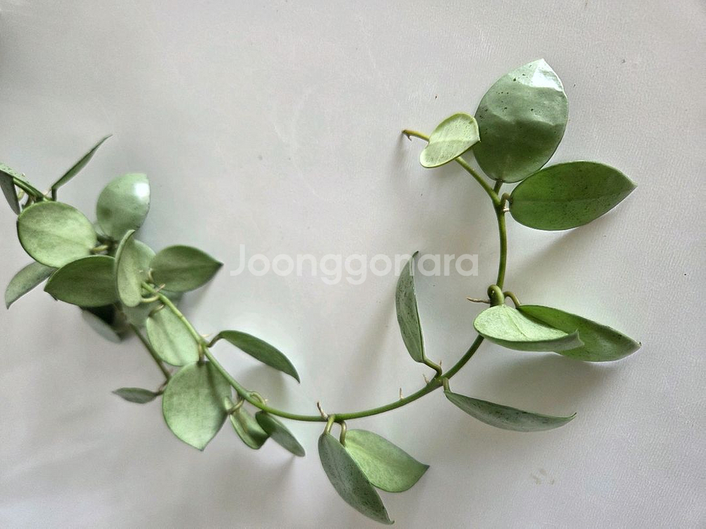 호야 라쿠노사 민트코인--2