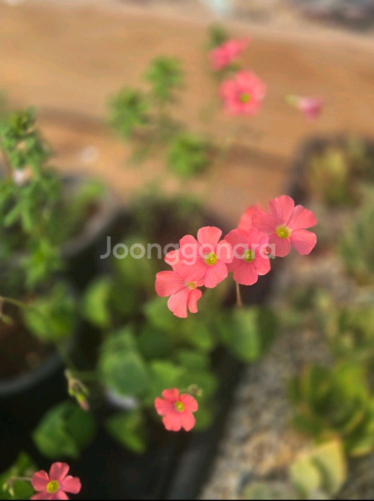 펌푸킨파이 사랑초--0