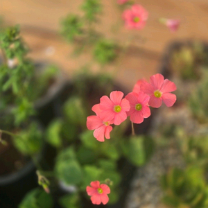 펌푸킨파이 사랑초