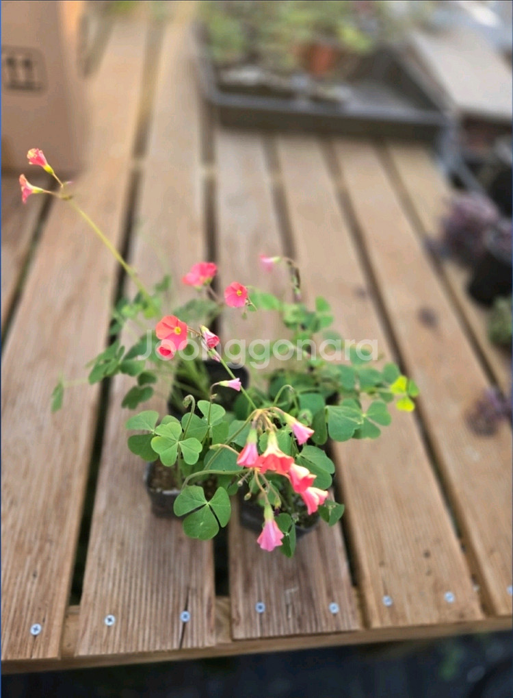 펌푸킨파이 사랑초--2