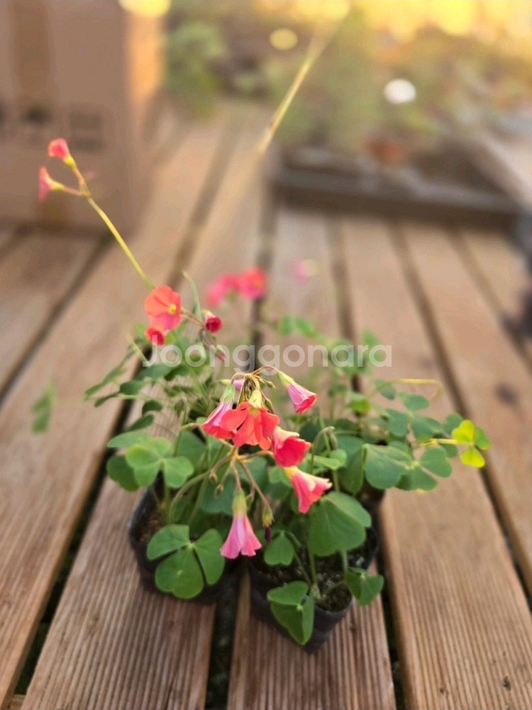 펌푸킨파이 사랑초--1