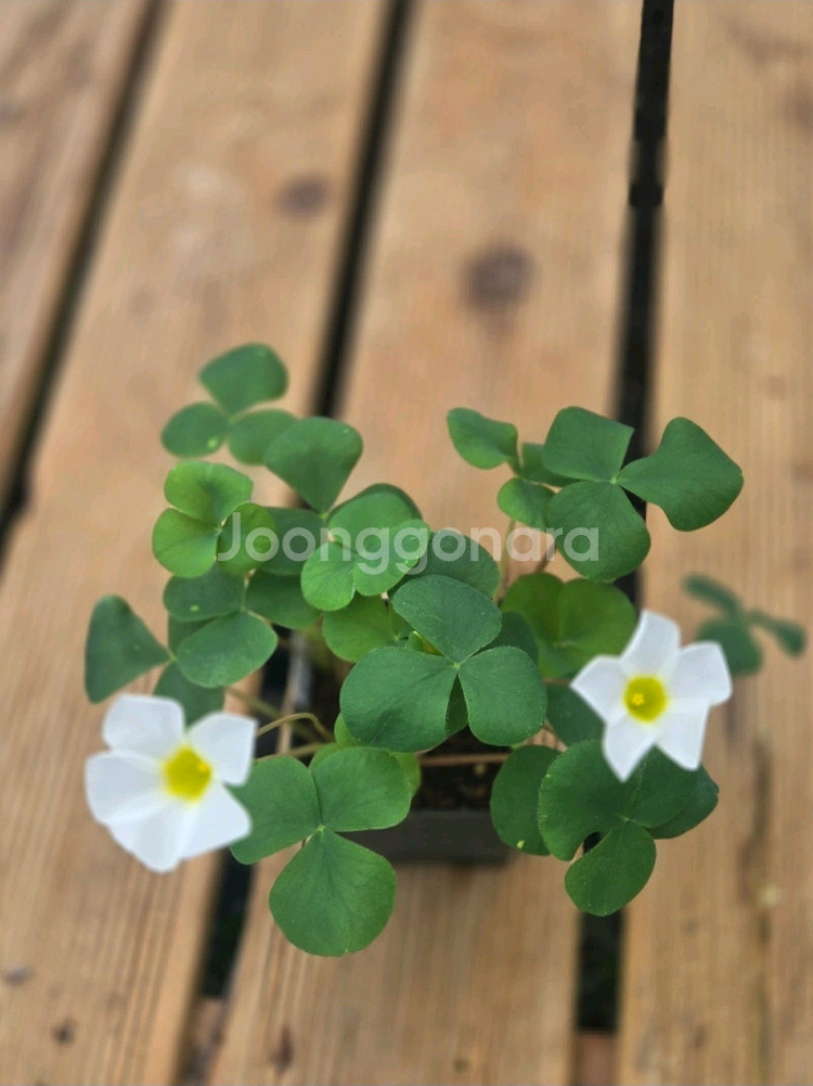 푸푸레아 화이트 사랑초--0