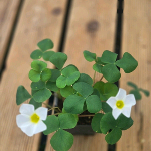 푸푸레아 화이트 사랑초