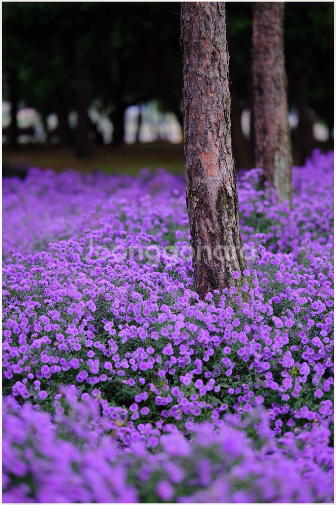 빌트록스 프로 75mm f1.2 판매--5
