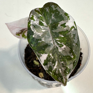 알로카시아 산데리아나 푸세이도 핑크