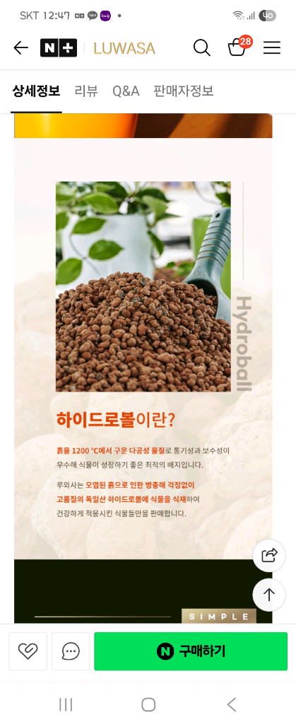 뱅갈고무나무--3