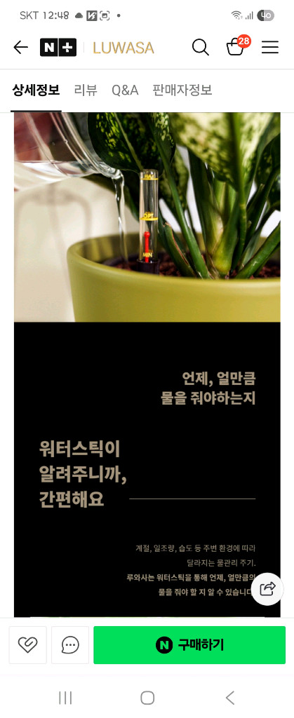 뱅갈고무나무--4