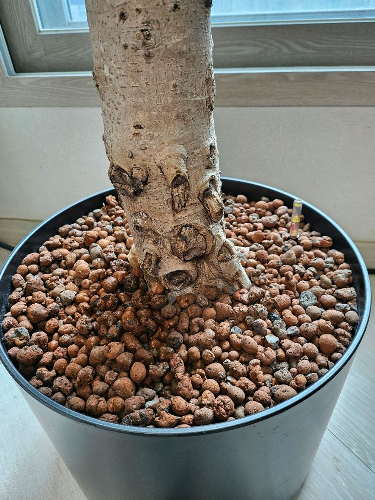 뱅갈고무나무--2