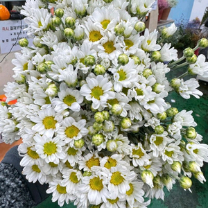 강릉 신라모노그램 또는 씨마크 바우처 구해요 이미지