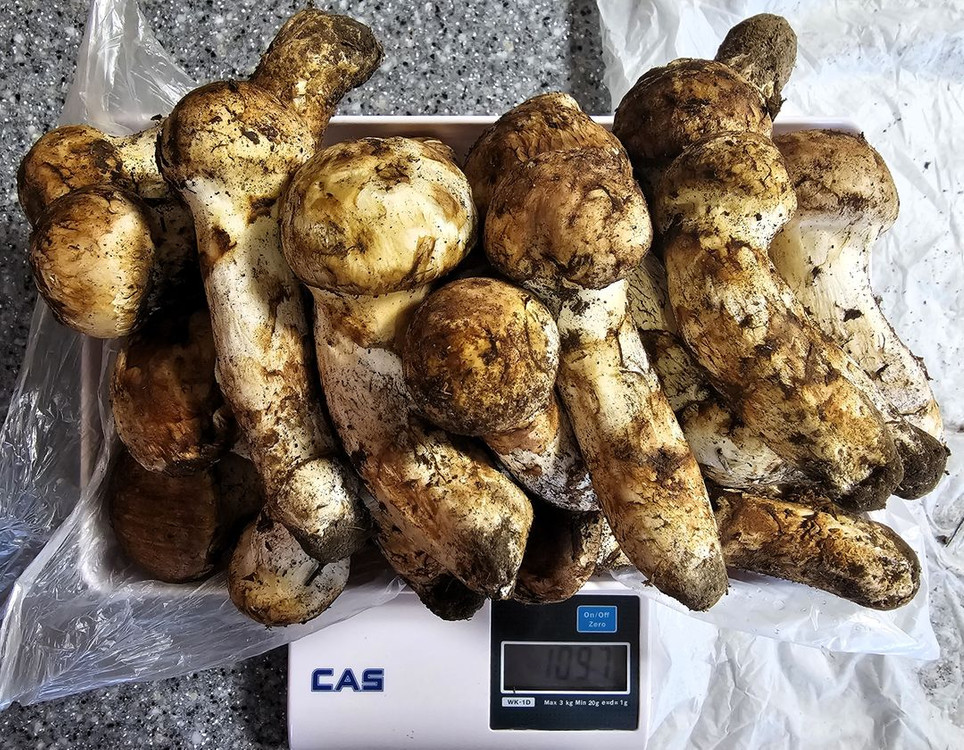 (가격인하)직접 채취한 자연산 송이 버섯(올해 마지막) 이미지