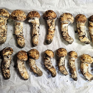 (가격인하)직접 채취한 자연산 송이 버섯(올해 마지막) 이미지