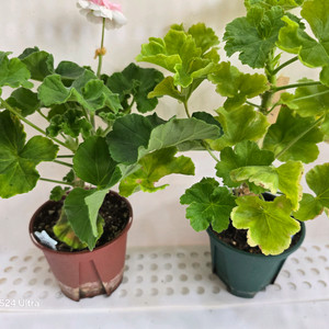 1. 제라늄 중대품 택포