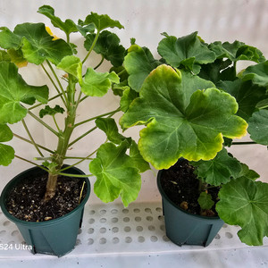 2. 제라늄 중대품 택포