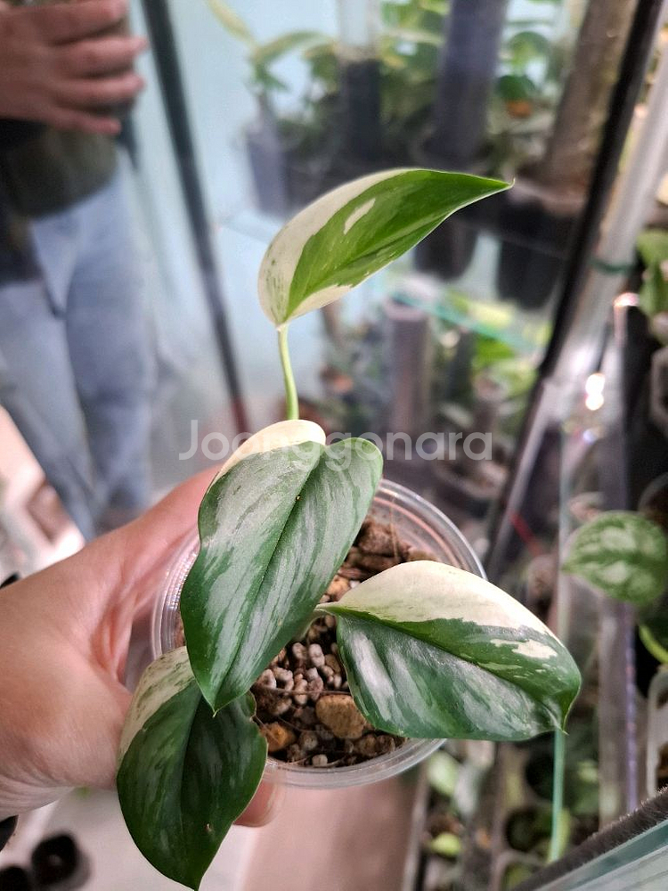 스킨답서스 실버알보--0