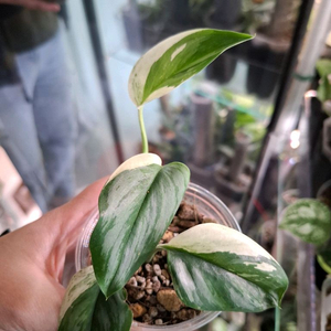 스킨답서스 실버알보