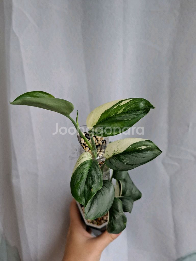 스킨답서스 실버알보--1