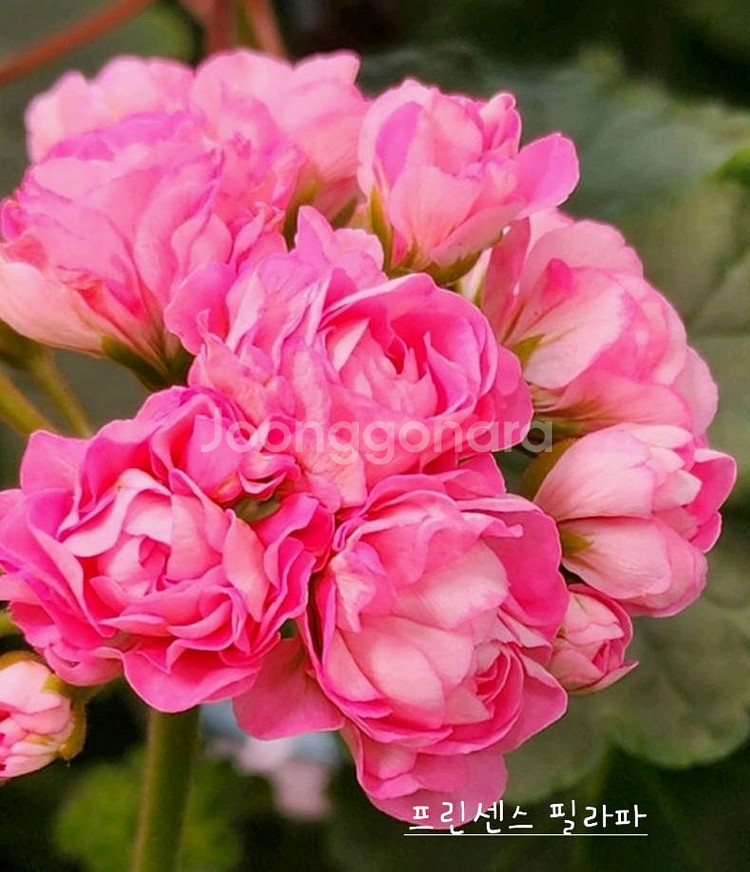 제라늄 3종 안나자넷 꽃대있음,홍옹주,프린센스 필라파--0