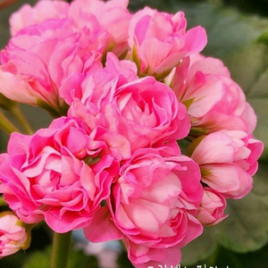 제라늄 3종 안나자넷 꽃대있음,홍옹주,프린센스 필라파