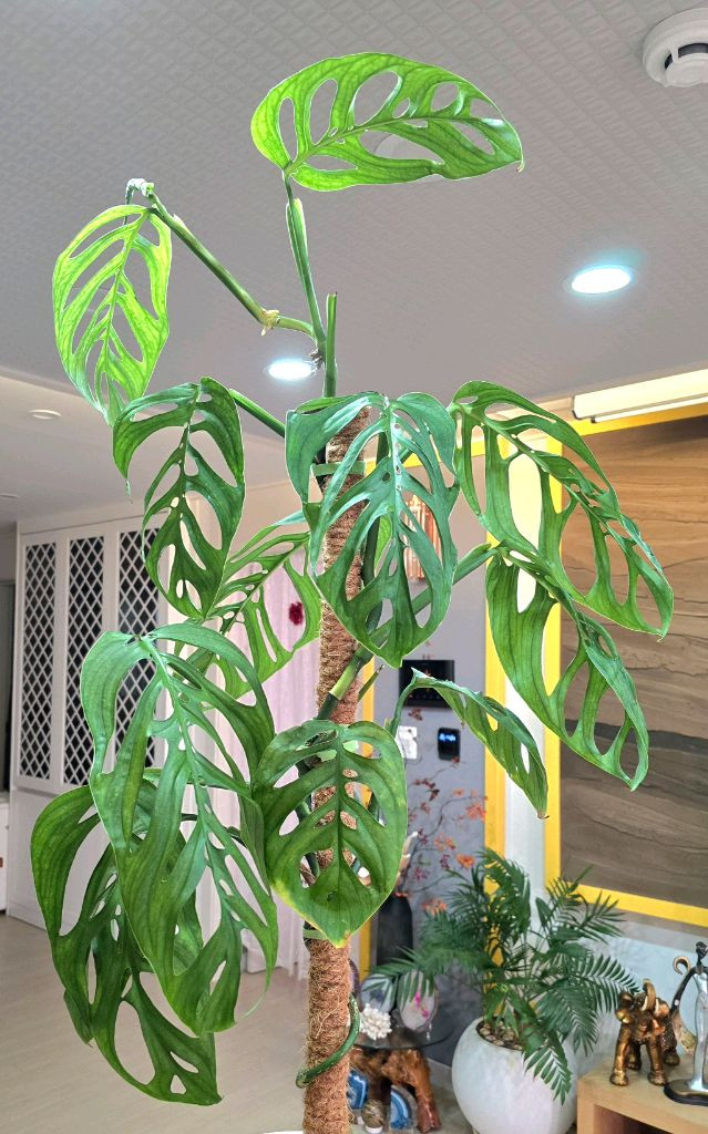 몬스테라 에스쿠엘레토--2