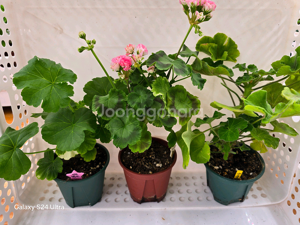 3. 제라늄 3종 세트 택포--1