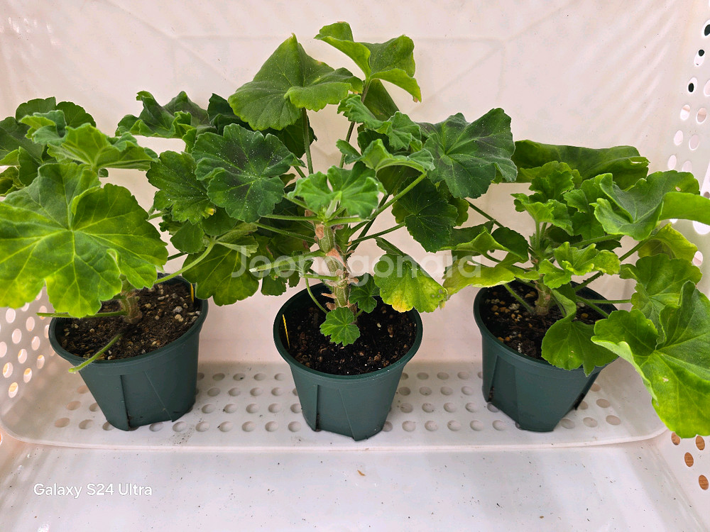 3. 제라늄 3종 세트 택포--0