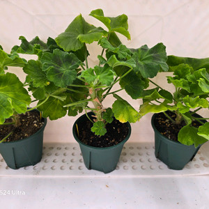 3. 제라늄 3종 세트 택포