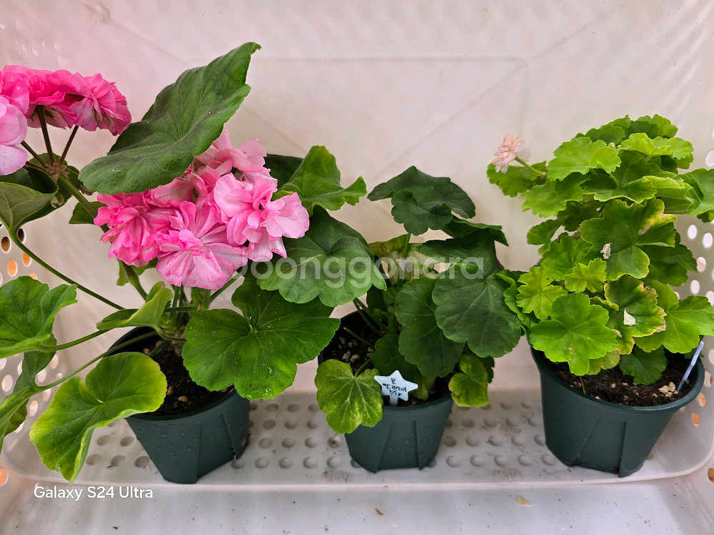 3. 제라늄 3종 세트 택포--3