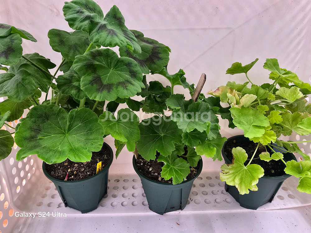 3. 제라늄 3종 세트 택포--2