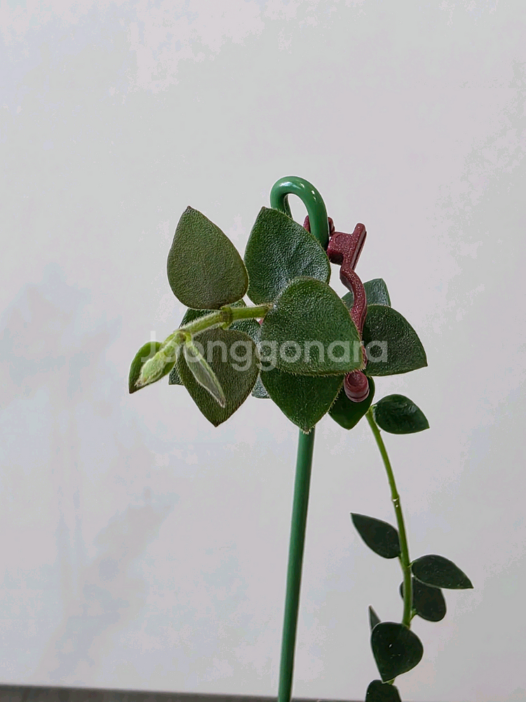 호야 칭흥엔시스--2