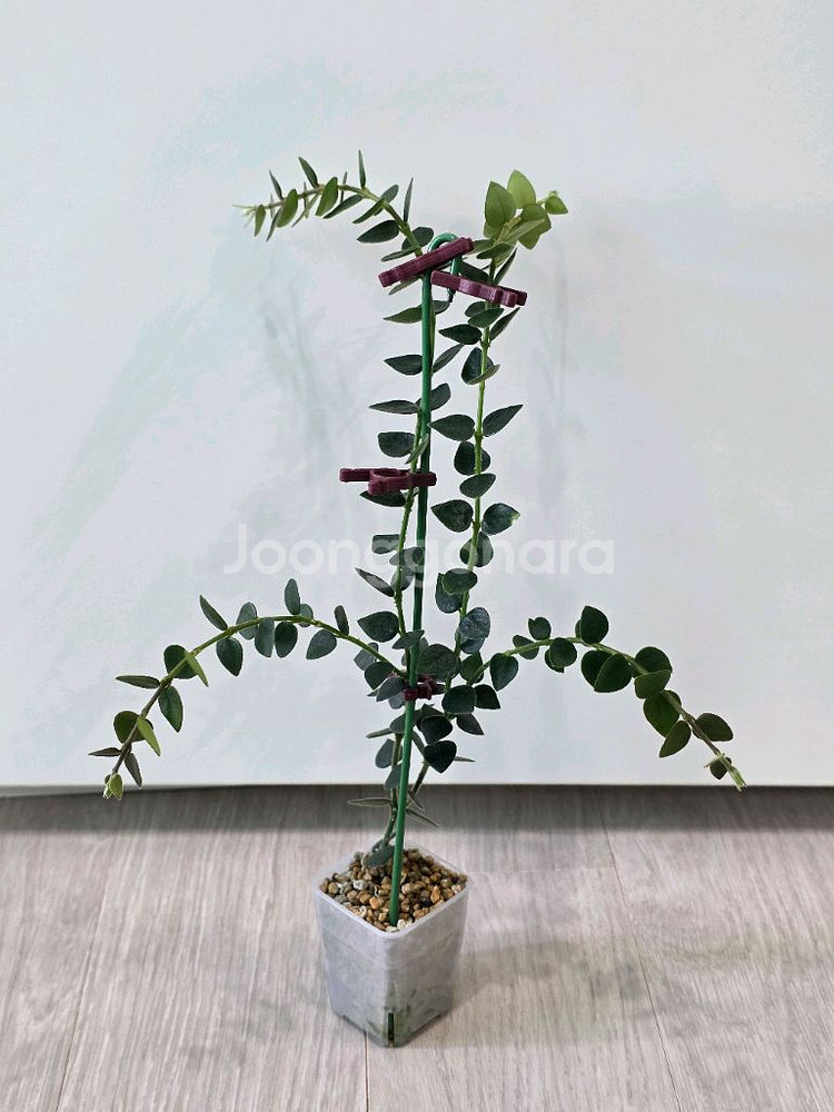 호야 칭흥엔시스--0