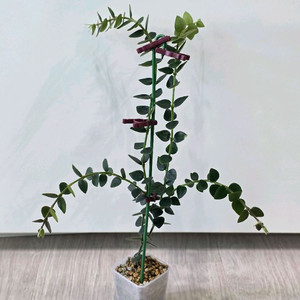 호야 칭흥엔시스