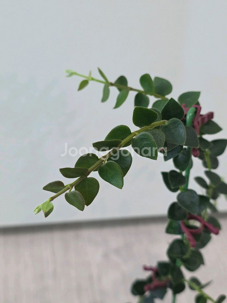 호야 칭흥엔시스--1