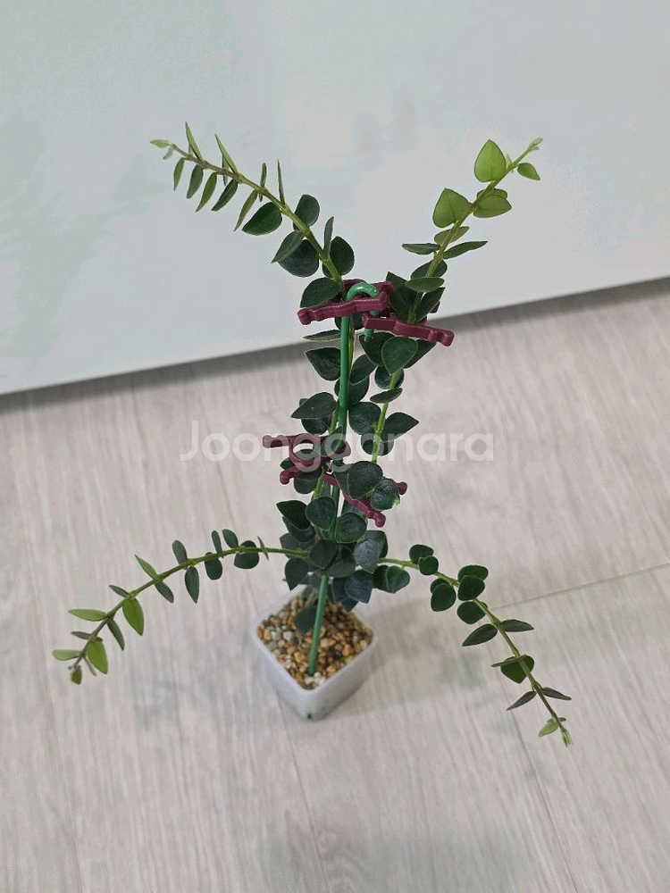 호야 칭흥엔시스--3