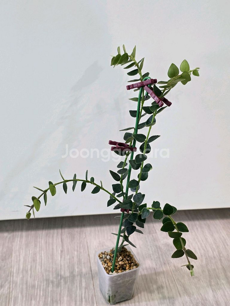 호야 칭흥엔시스--4