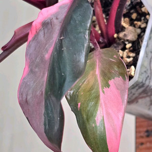 필로덴드론 핑크프린세스