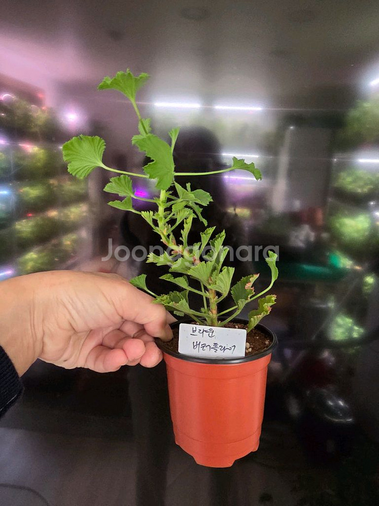 브라운버터플라이 리갈제라늄--0