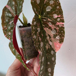 베고니아 마큘라타 바리에가타