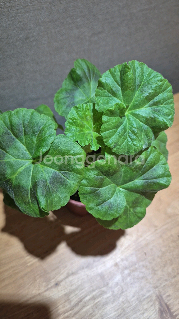 리조이스블라썸 제라늄--1