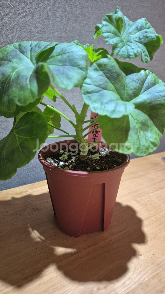 리조이스블라썸 제라늄--0