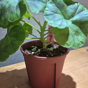 리조이스블라썸 제라늄