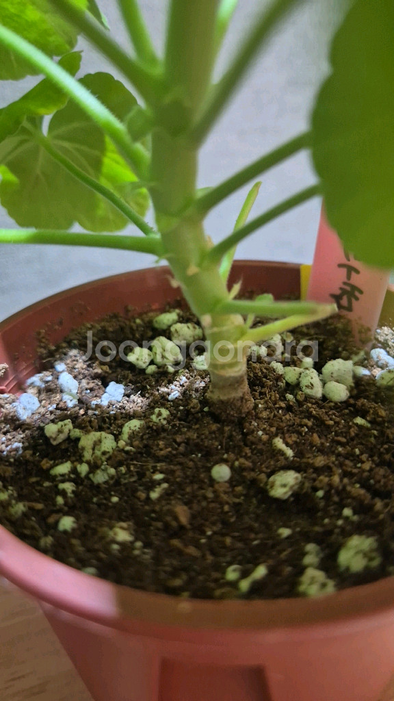 리조이스블라썸 제라늄--2