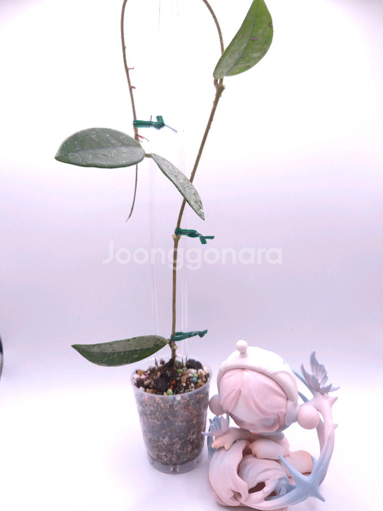 호야 윌버그레이브 #no1--0