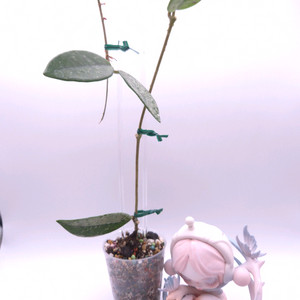 호야 윌버그레이브 #no1