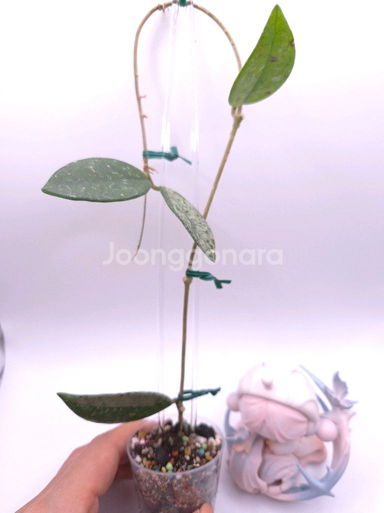 호야 윌버그레이브 #no1--1