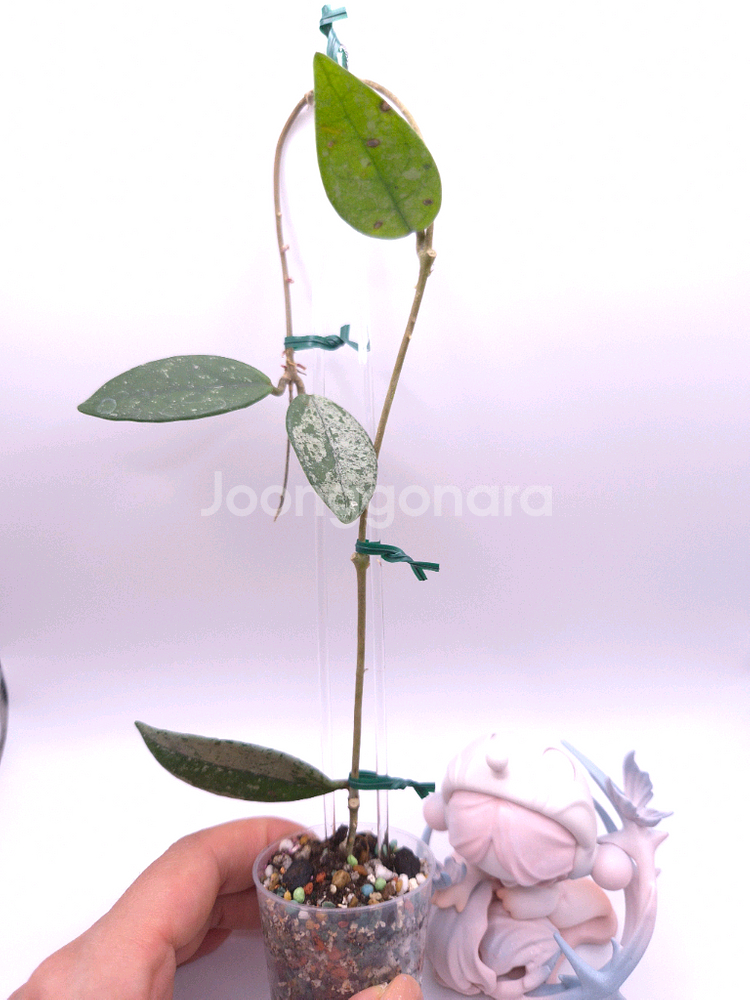 호야 윌버그레이브 #no1--2